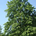 Tilia platyphyllos silhouette